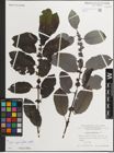 Foto von Salix myrsinifolia Salisb.